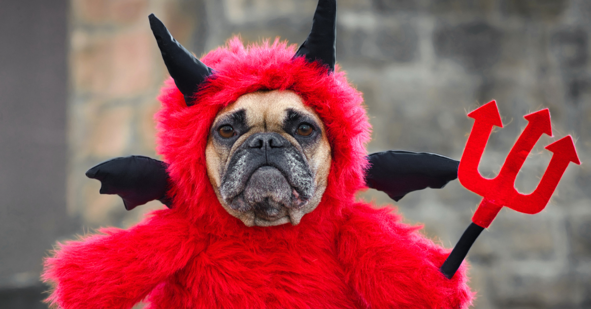 dog dressed as the devil